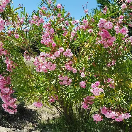 Lamanderie En Provence Bed & Breakfast
